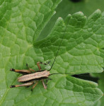 Pholidoptera-griseoaptera